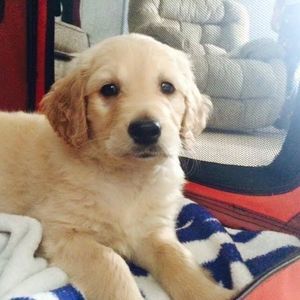 Meet your Posher, Virginia